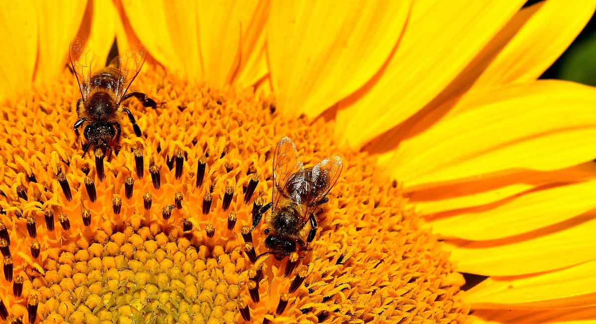  Kako se koristi propolis za imunitet