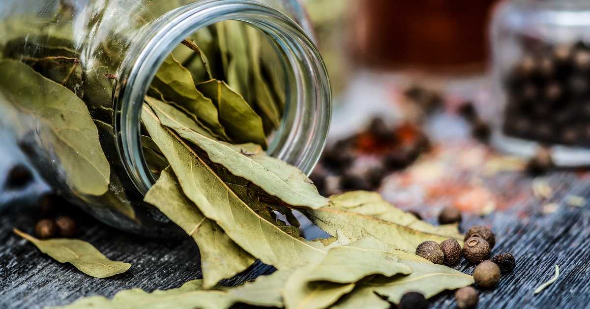  Lovorov list za kosu protiv peruti i za rast kose